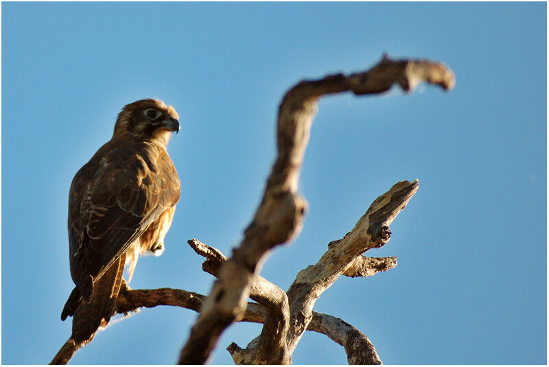 Brown Falcon