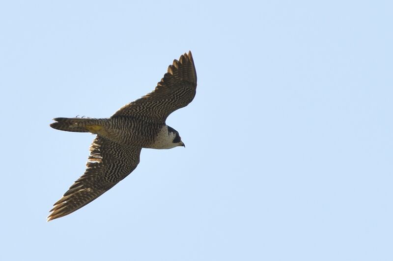 Peregrine Falconadult, Flight