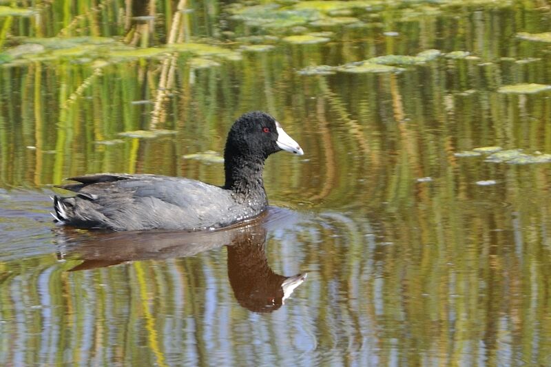 American Cootadult