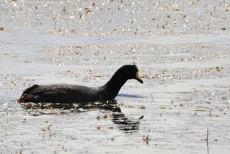 Foulque géanteadulte, identification