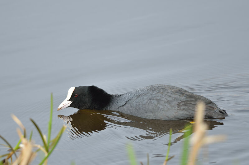 Foulque macrouleadulte