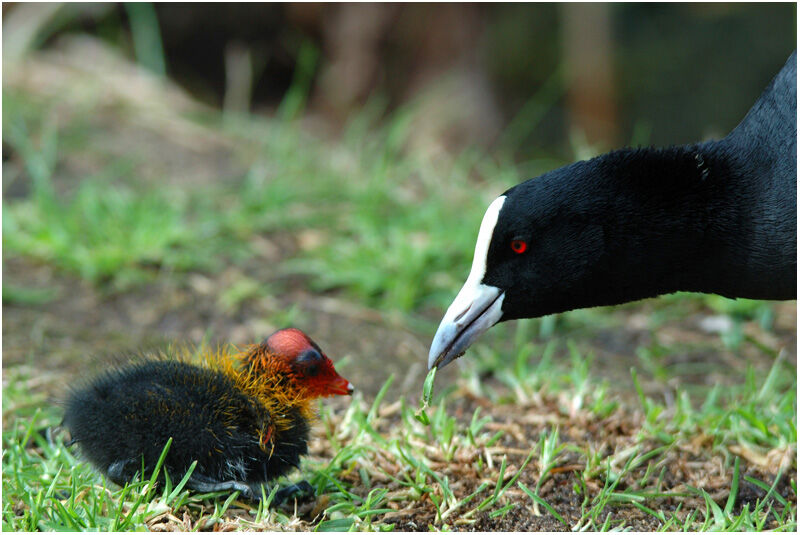 Eurasian Cootjuvenile