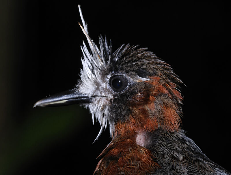 White-plumed Antbirdimmature