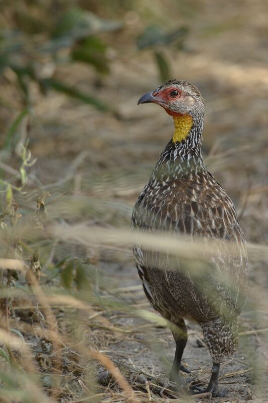 Yellow-necked Spurfowladult