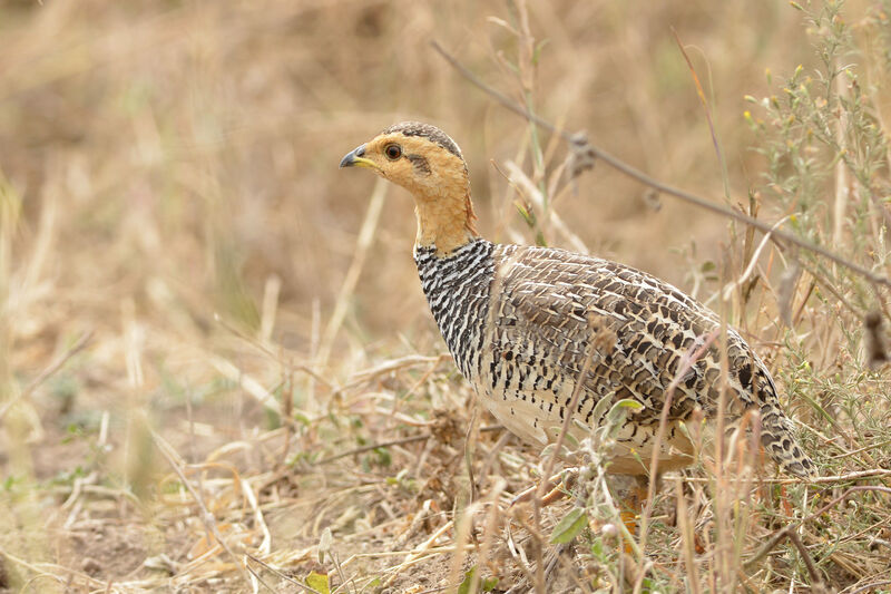 Francolin coqui mâle adulte