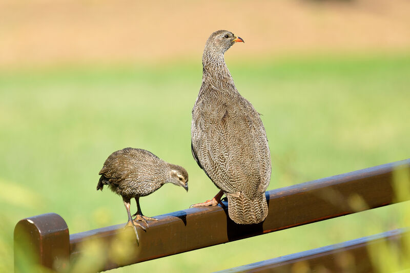 Francolin criard