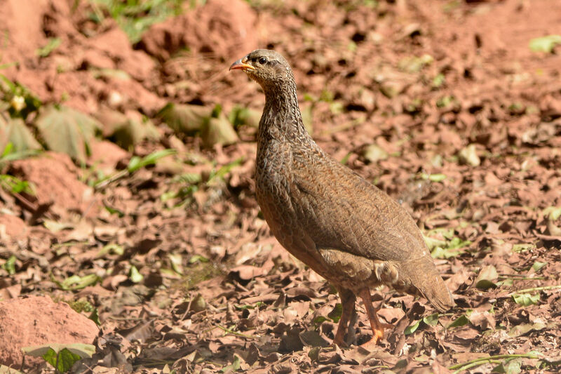 Francolin de Hildebrandt femelle adulte