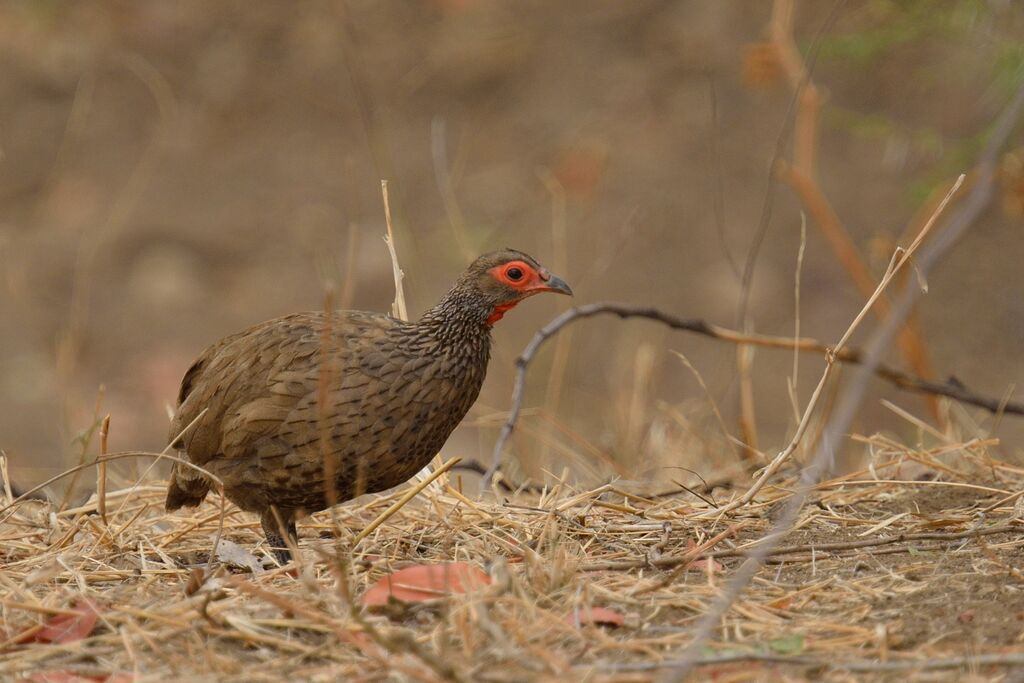 Francolin de Swainsonadulte
