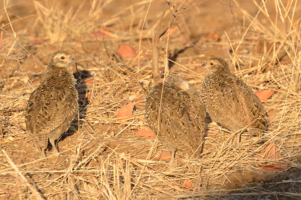 Francolin de Swainsonjuvénile