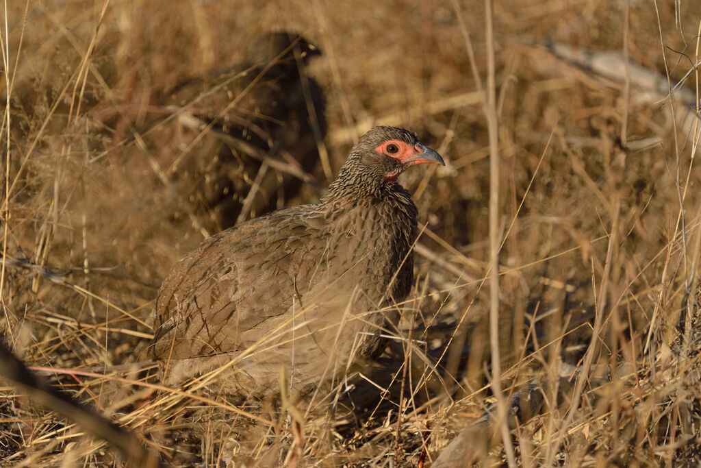 Francolin de Swainsonadulte
