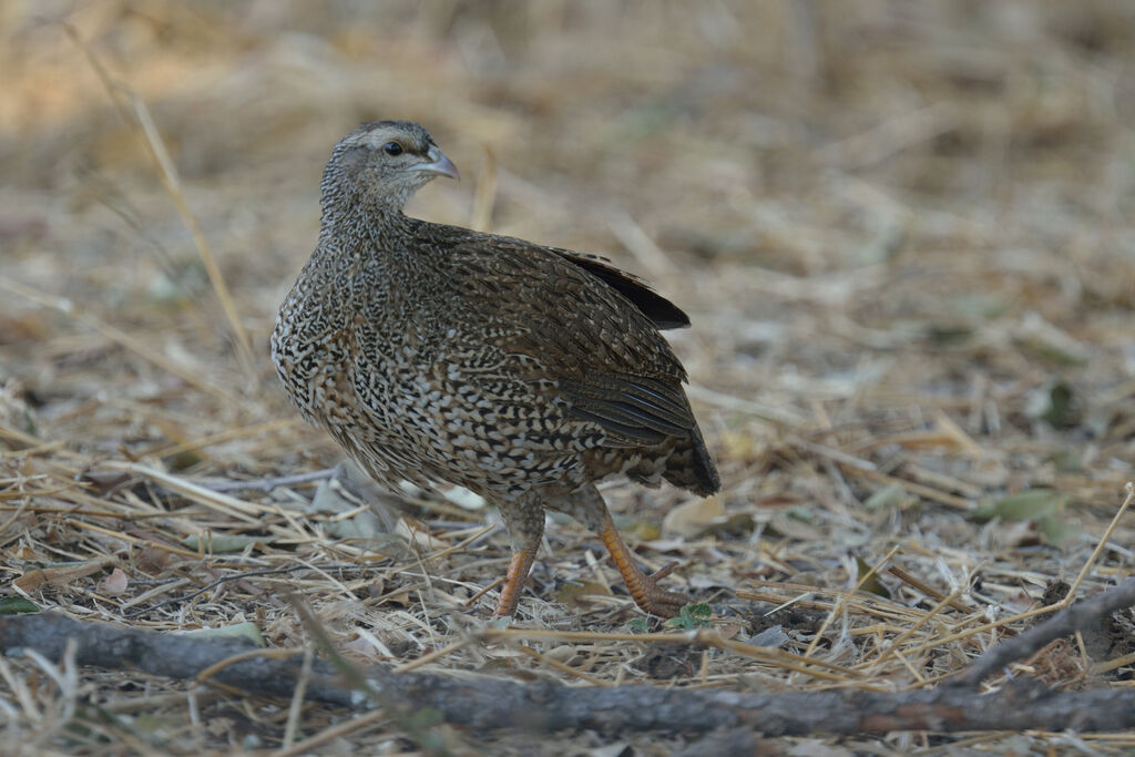 Francolin du Natalimmature