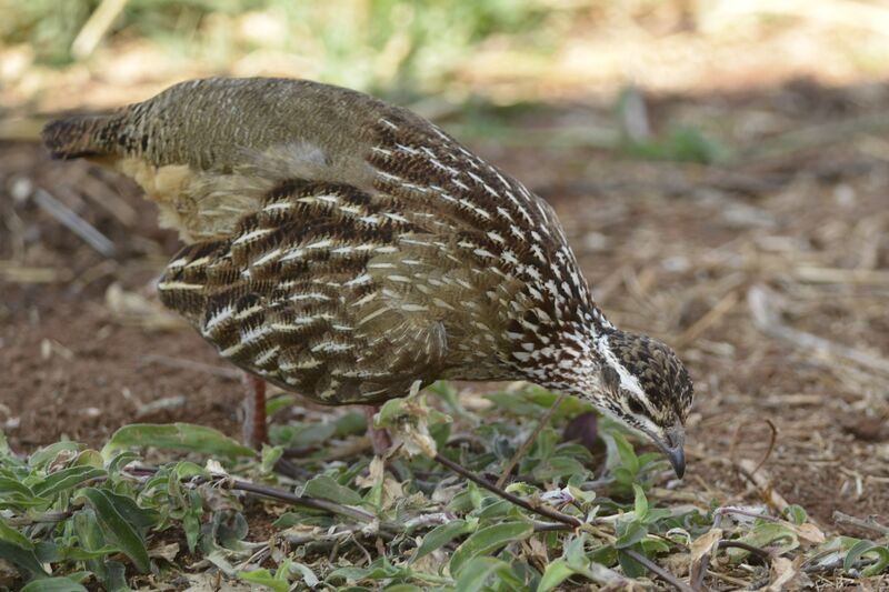 Francolin huppé