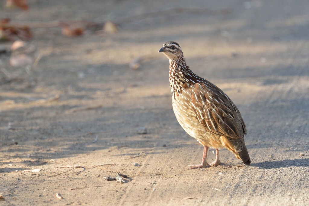 Crested Francolin female adult