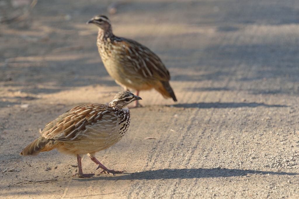 Francolin huppéadulte