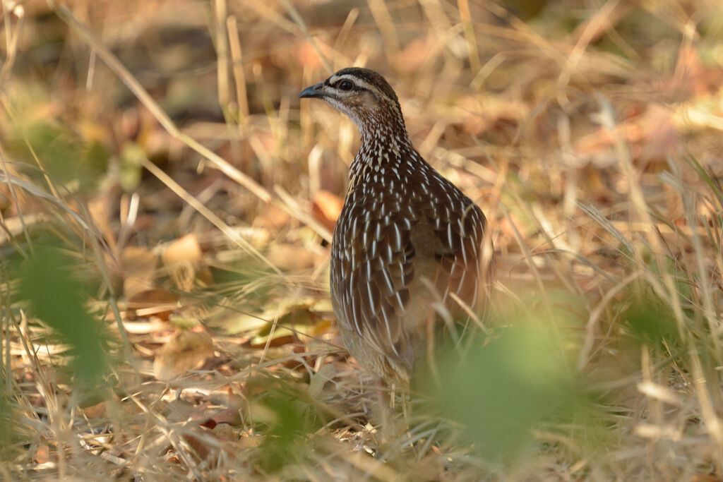Francolin huppéadulte