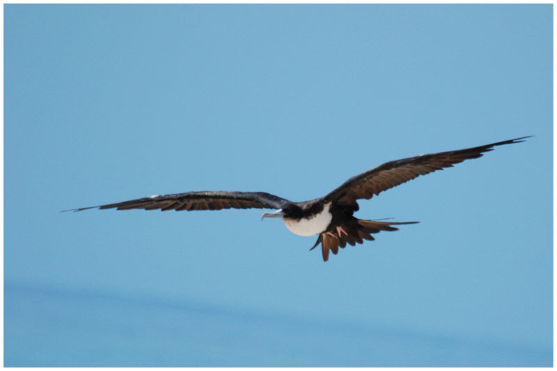 Great Frigatebird female adult