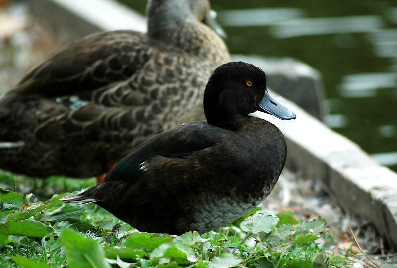 New Zealand Scaup