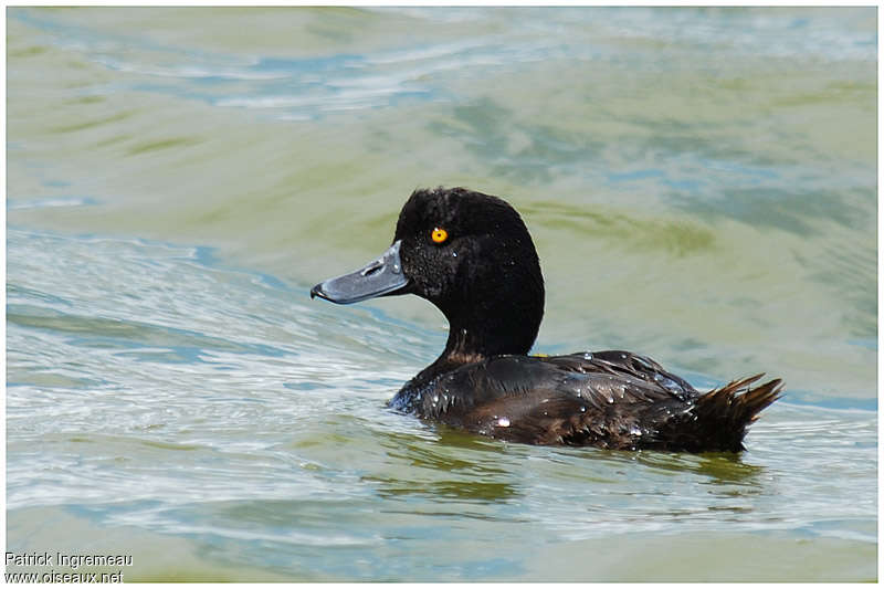 Fuligule de Nouvelle-Zélande mâle adulte, identification