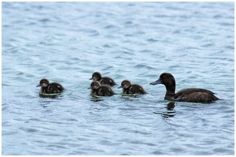 New Zealand Scaup female adult breeding