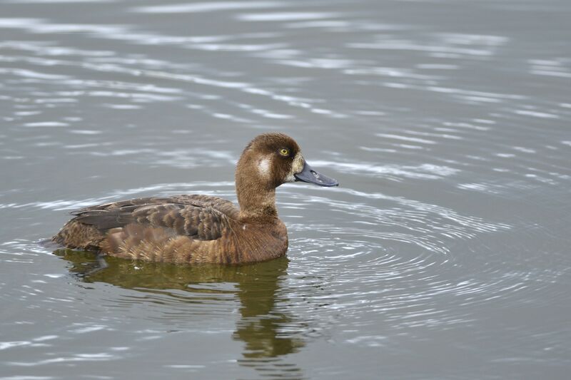 Greater Scaup female adult