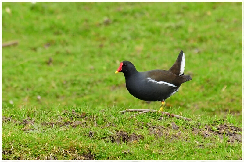 Gallinule poule-d'eauadulte