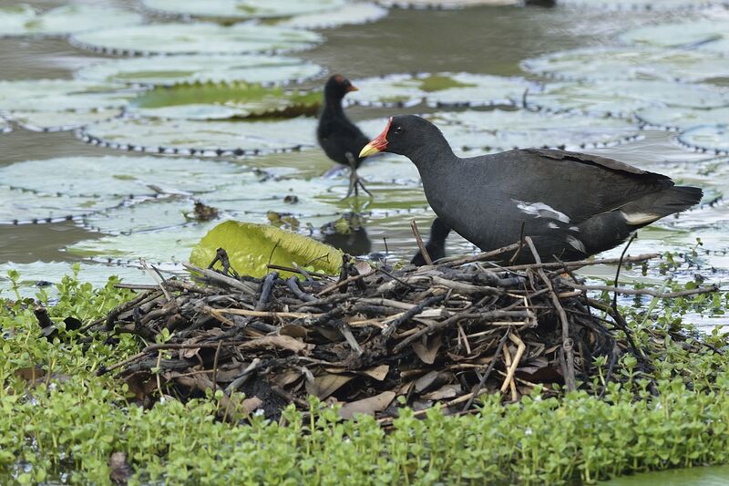 Common Moorhen, Reproduction-nesting