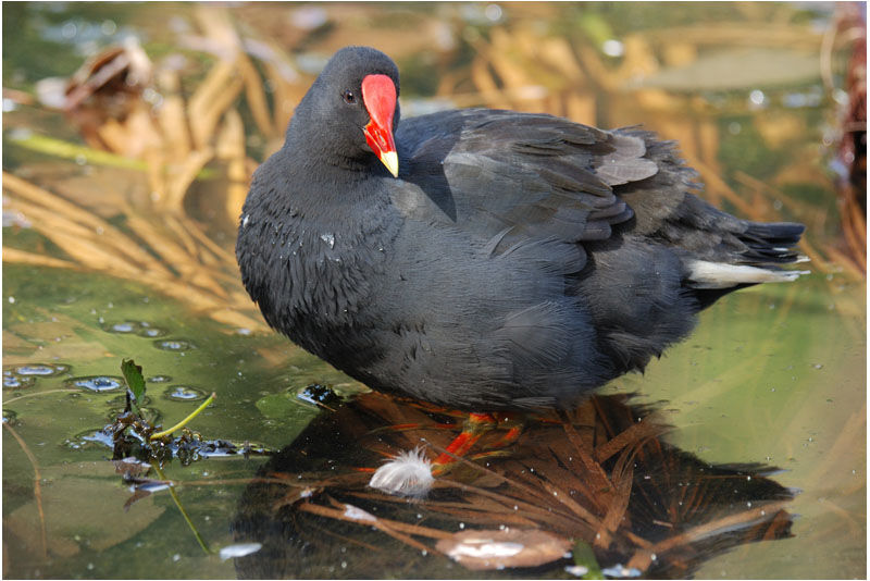 Gallinule sombreadulte