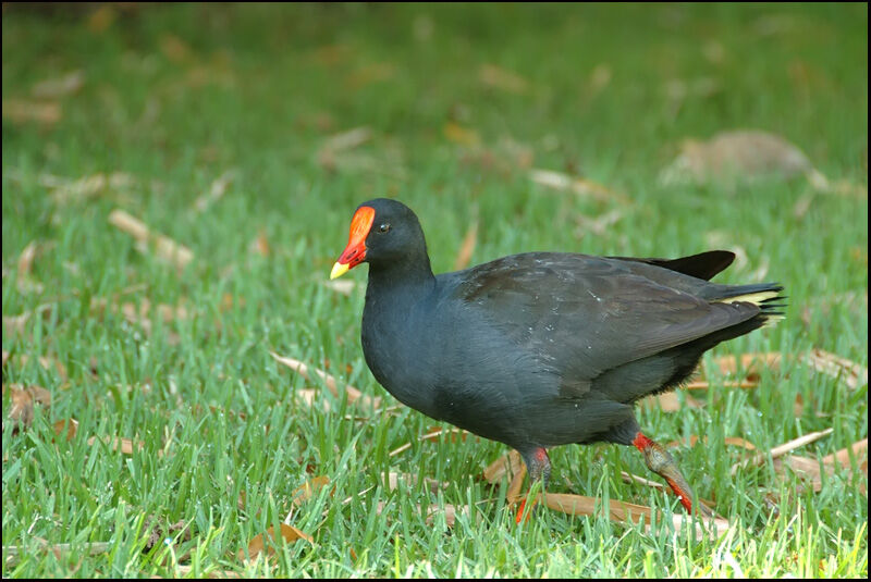 Dusky Moorhenadult