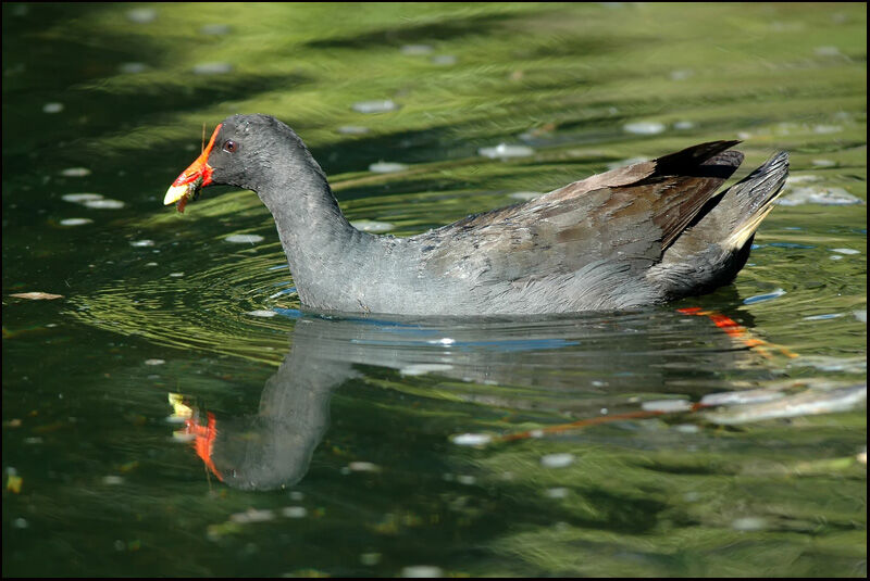 Gallinule sombre