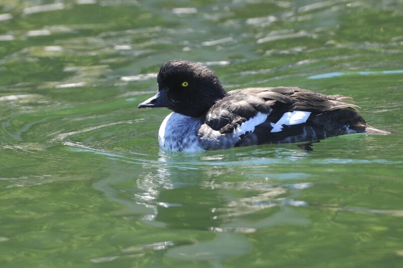 Barrow's Goldeneye male adult post breeding