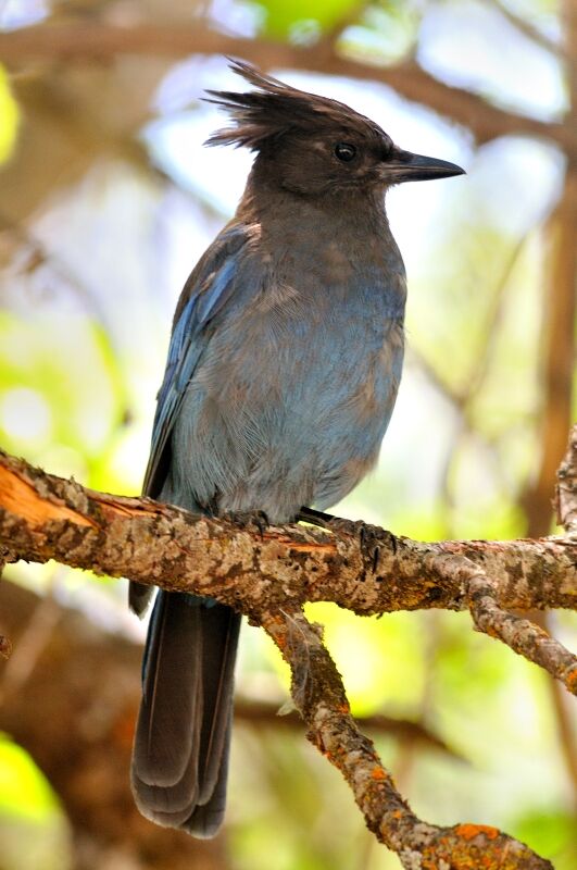 Steller's Jayadult