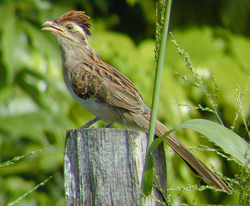 Striped Cuckoo