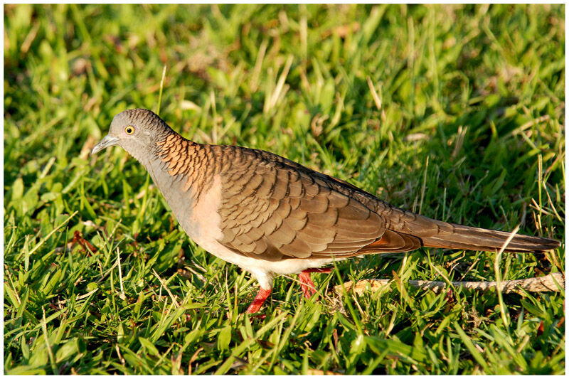 Bar-shouldered Doveadult