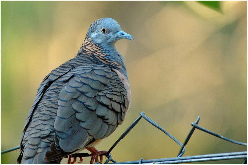 Bar-shouldered Doveimmature