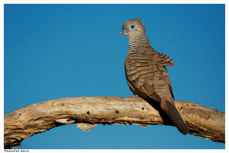 Peaceful Doveadult