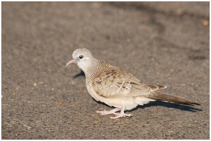 Géopélie placideimmature