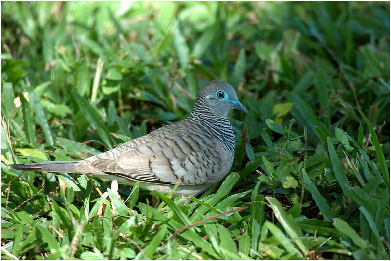 Peaceful Doveadult