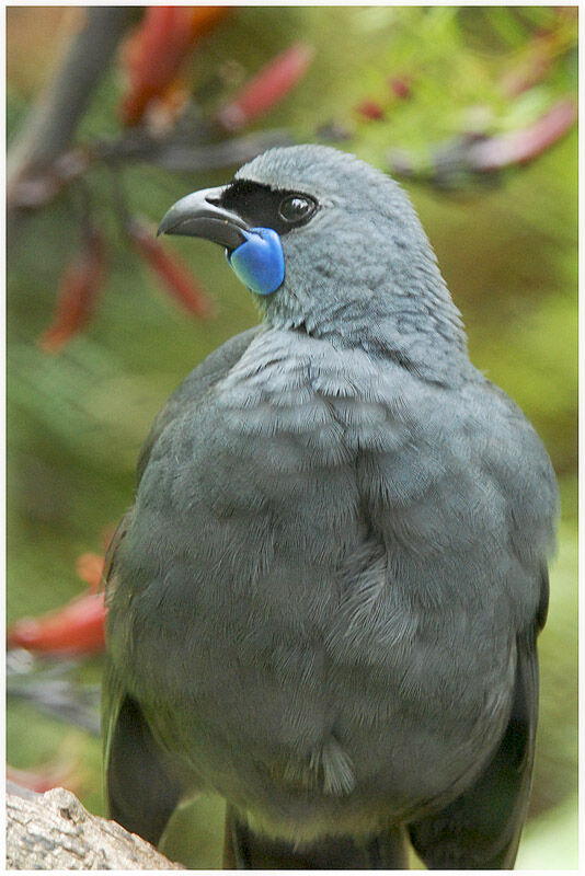 North Island Kokakoadult