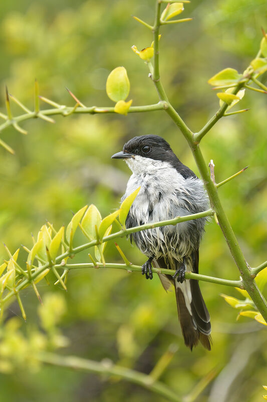 Fiscal Flycatcheradult