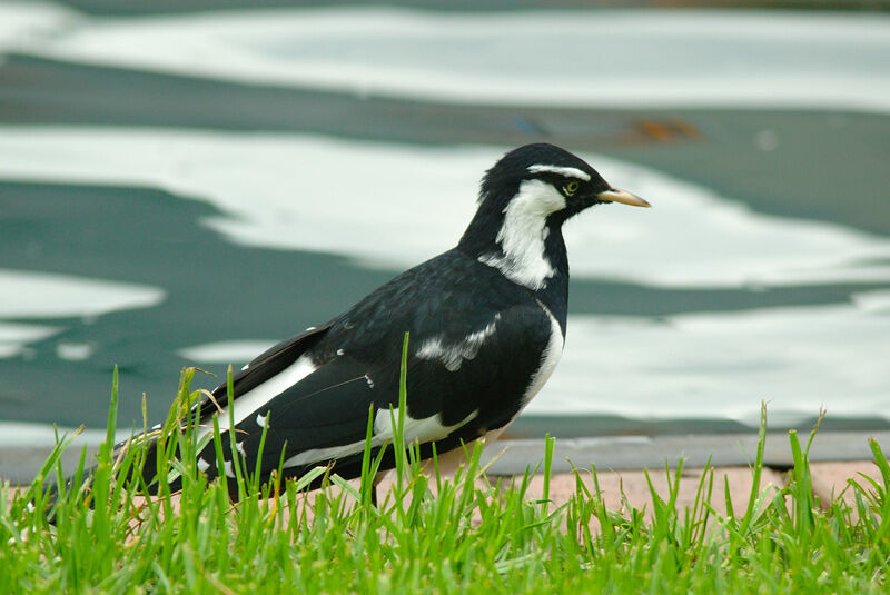 Magpie-lark