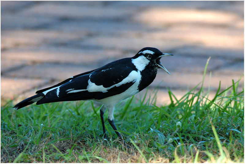 Magpie-larkadult