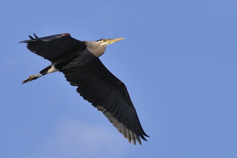 Great Blue Heronadult, Flight