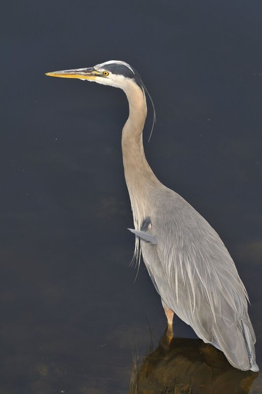 Great Blue Heronadult