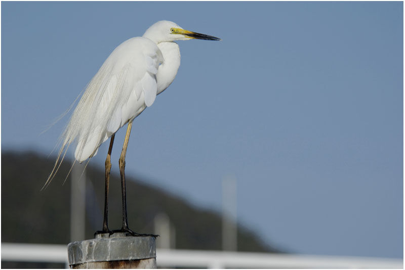 Great Egretadult breeding