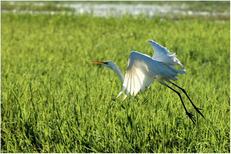 Great Egretadult