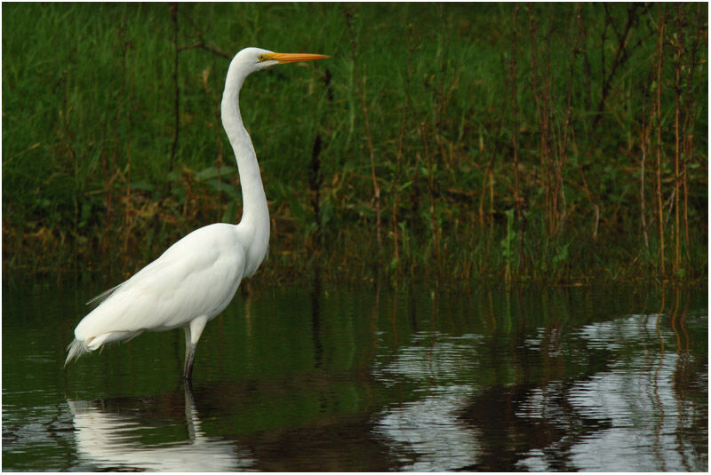 Great Egretadult