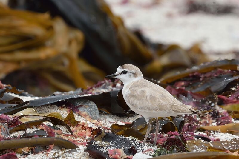 White-fronted Ploveradult