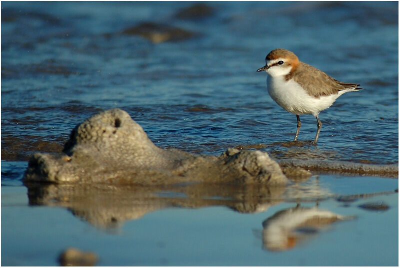 Red-capped Plover female adult