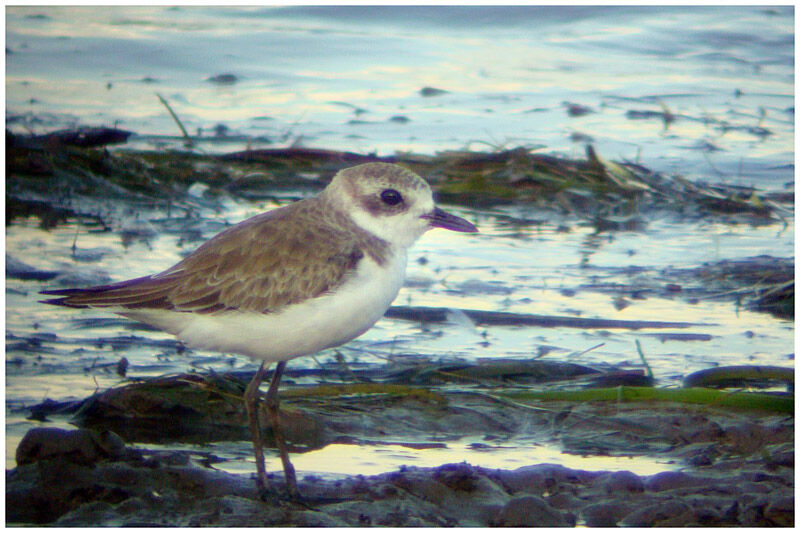 Greater Sand Plover