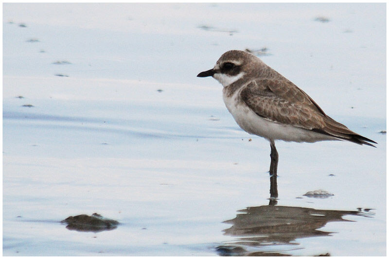 Greater Sand Plover